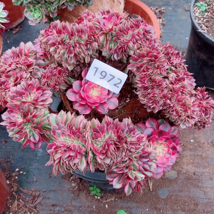 星***二荔枝缀特价多肉发货