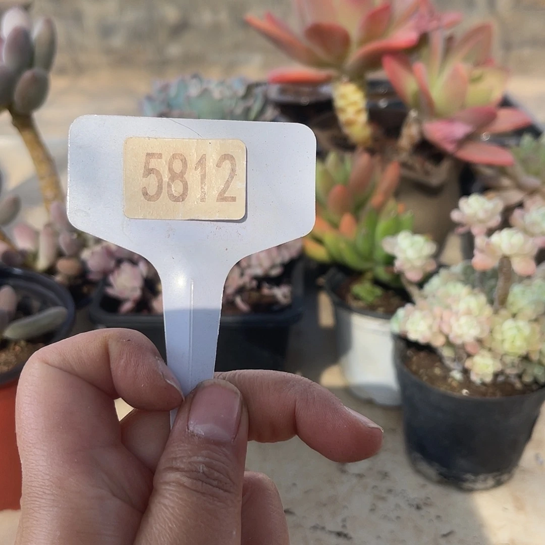 用***45812。11111111111111