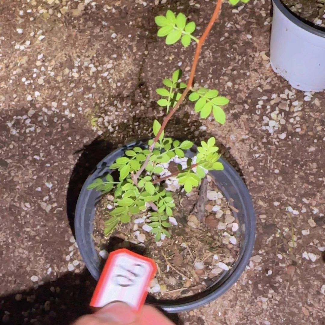 D***l块根植物块根植物