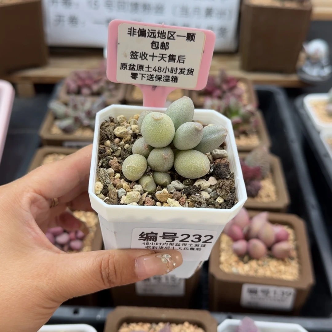 梵*232哈密瓜多肉植物