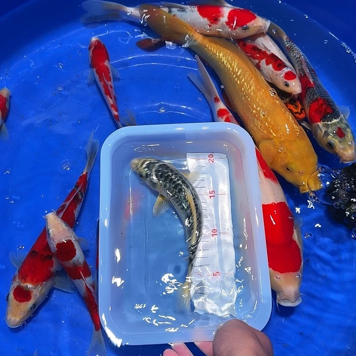 兜****海水吃g好的防护服的发热