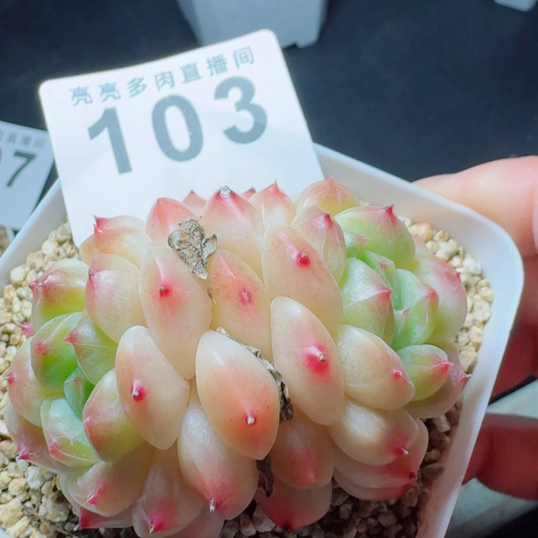 冰魄双头            精美多肉植物