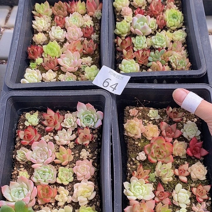 64 多肉植物盆栽花卉