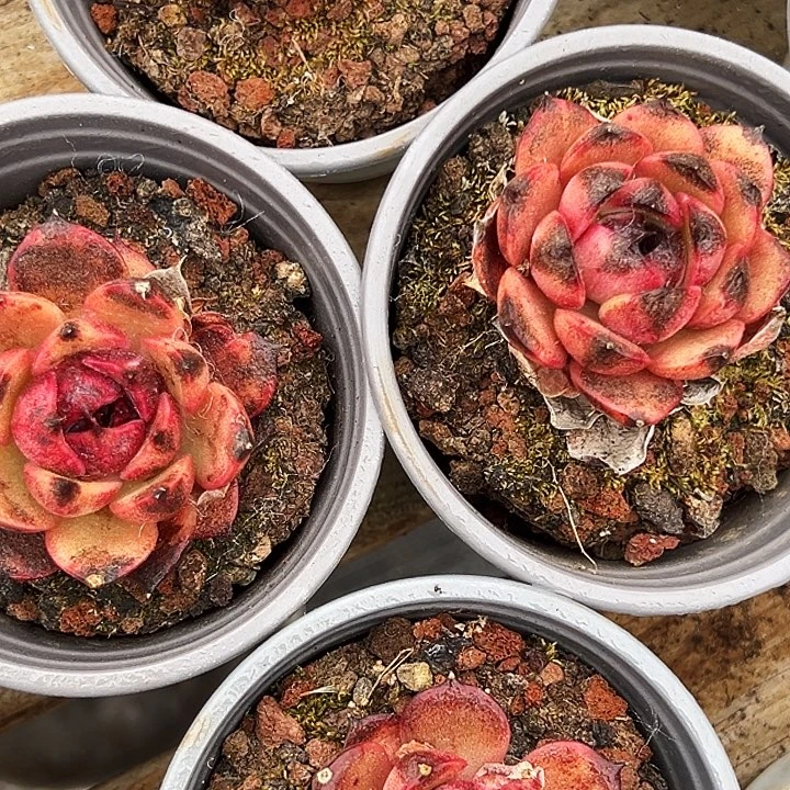 山果珍妮    福利多多