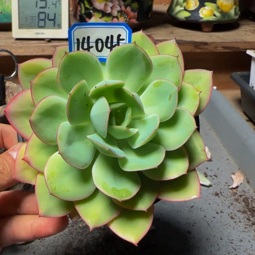 14045牡丹亭多肉单头