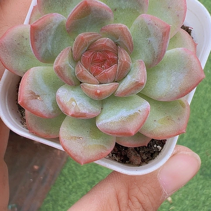 琴心5厘米盆19包邮
