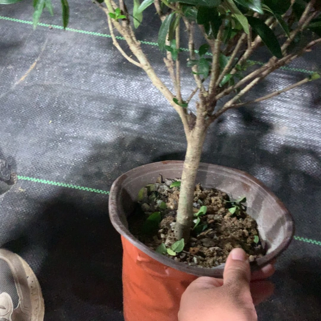 大部分花苞少量开放