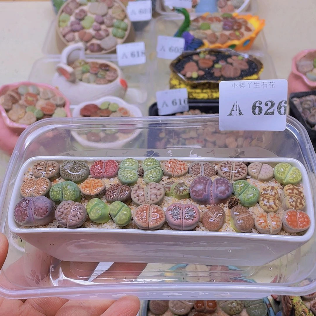 626……开播后的第一个节目