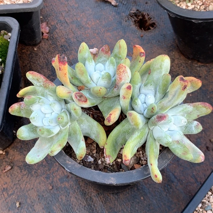 四头高桩拇指，多肉植物