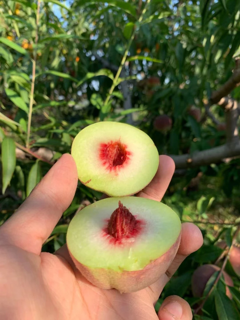 【顺丰包邮】山东青州蜜桃果园现摘新鲜桃子冬桃