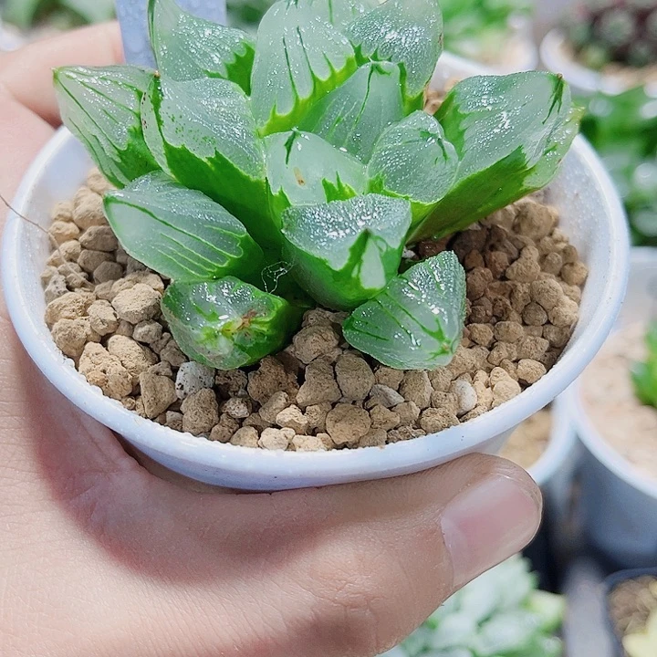 冰城寿精品十二卷植物