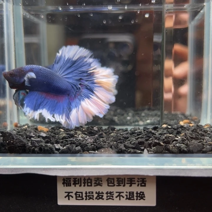 斗鱼竞拍跑单拉黑27日71
