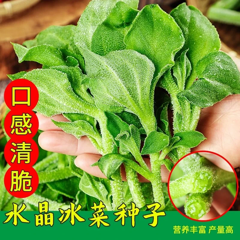 水晶冰菜种籽盆栽阳台蔬菜种子大全冰草苗秋冬季种植青菜野菜新鲜