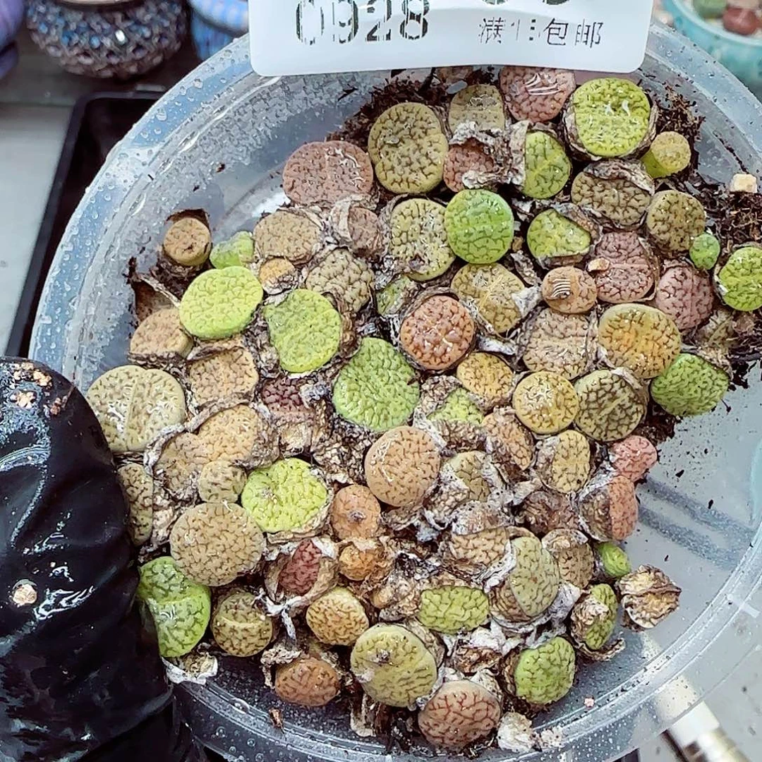 生石花满18包邮0928-99