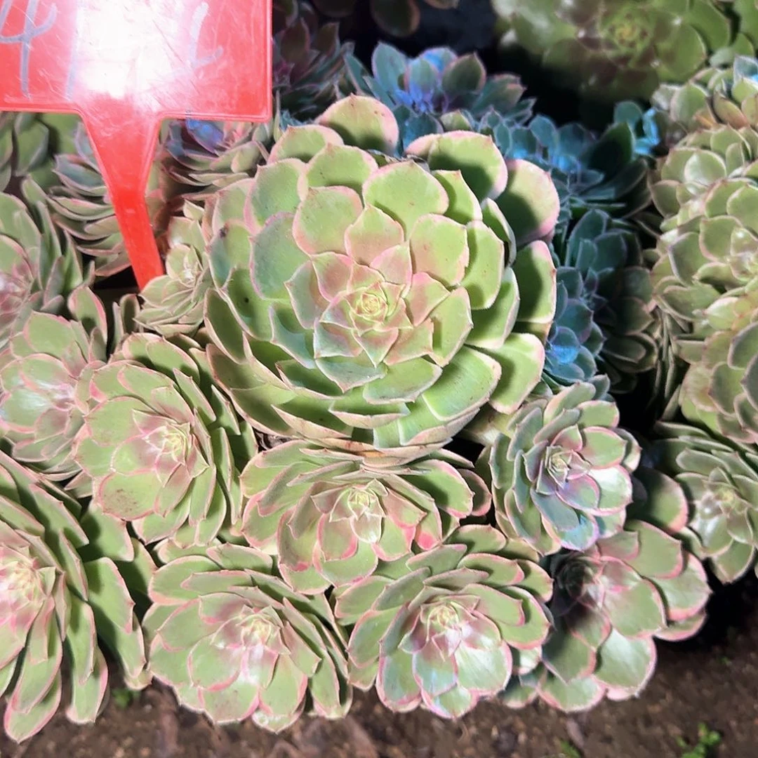 ****哥4144粉花妖多肉法师