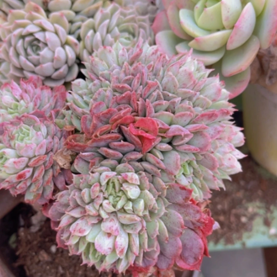 【闪购商品】朱砂痣缀03264