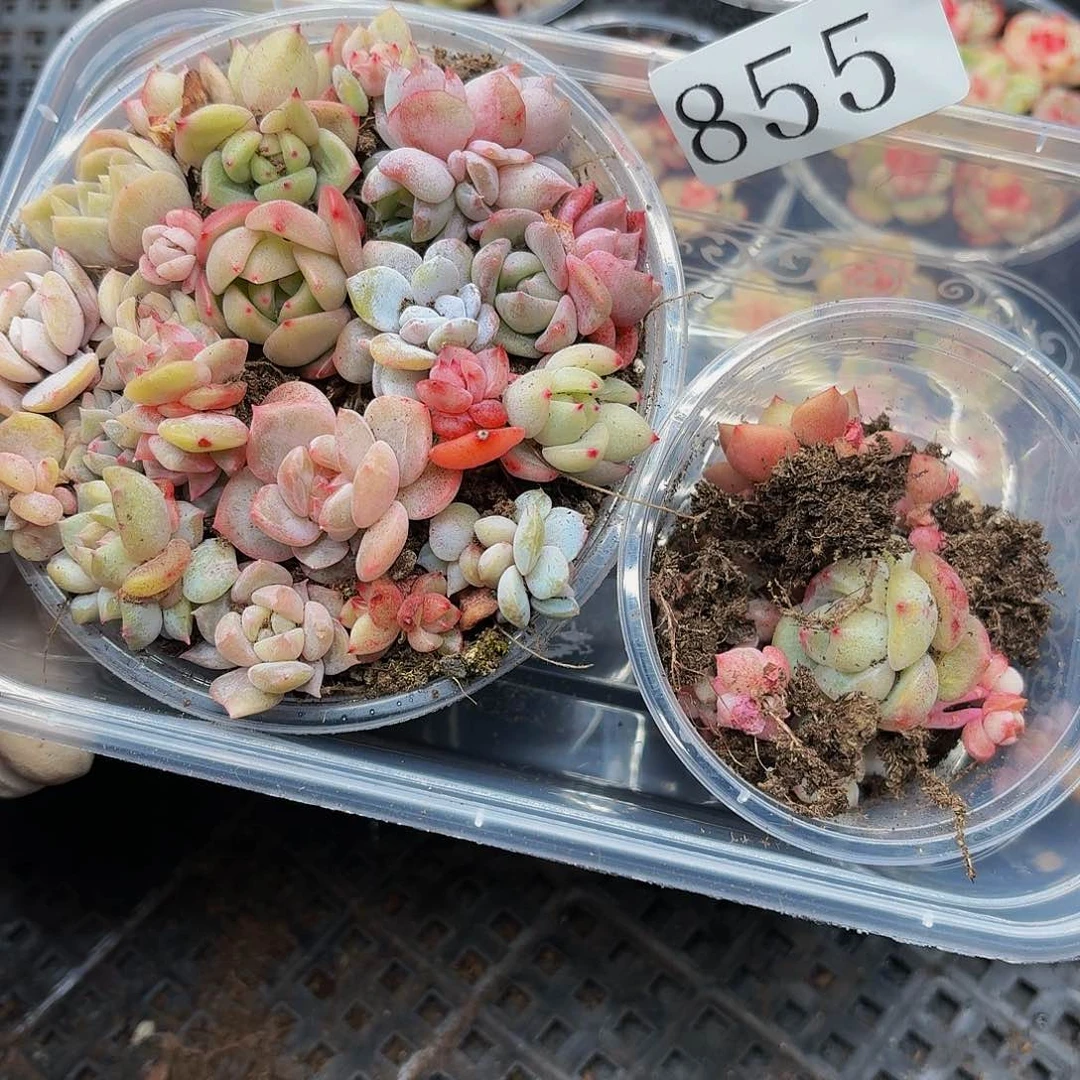 多肉植物多肉植物855