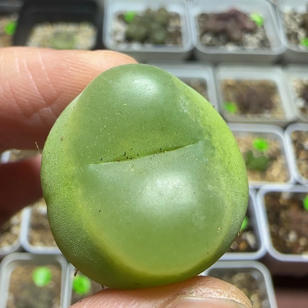 2.4+漂亮多肉植物249
