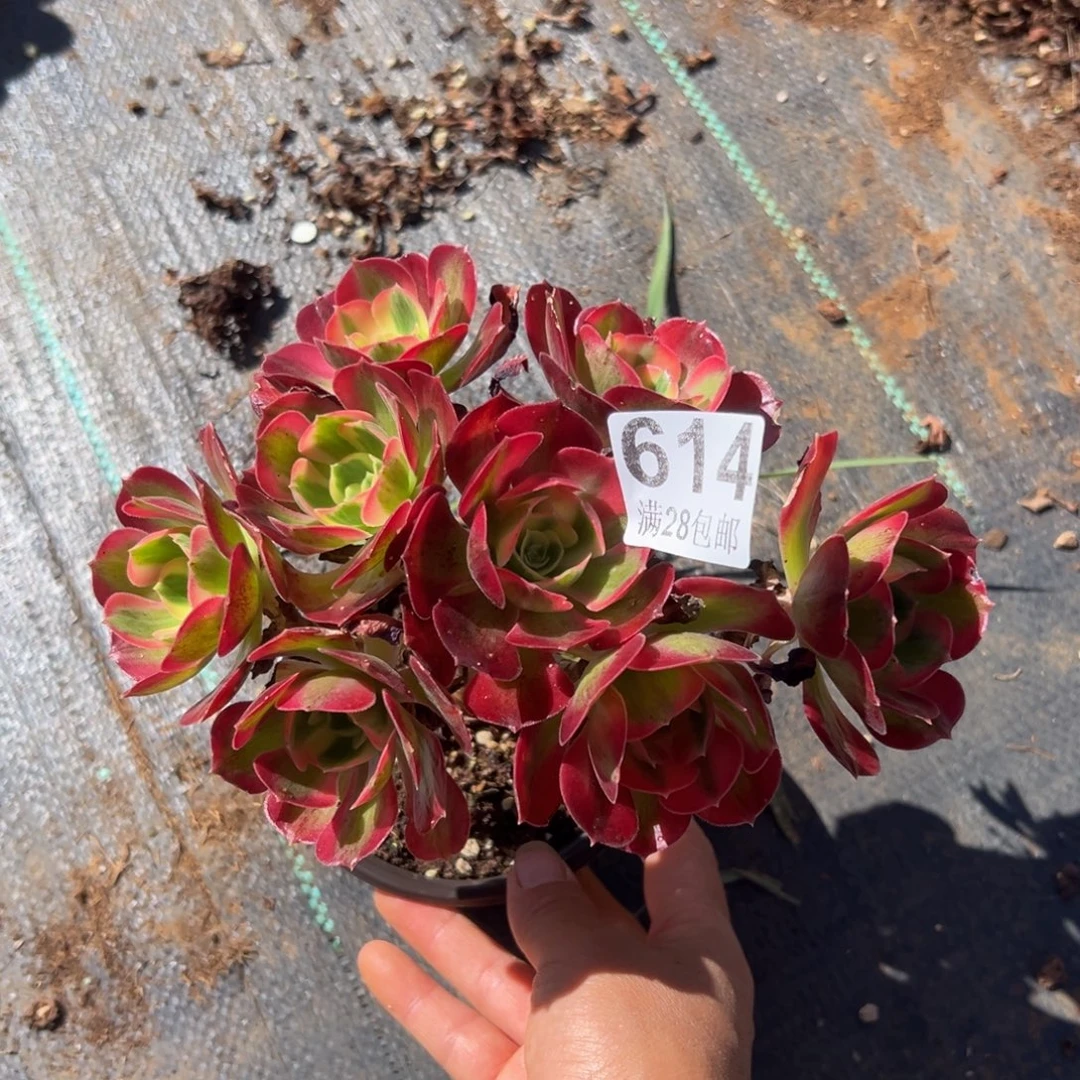 多肉植物的614无售后
