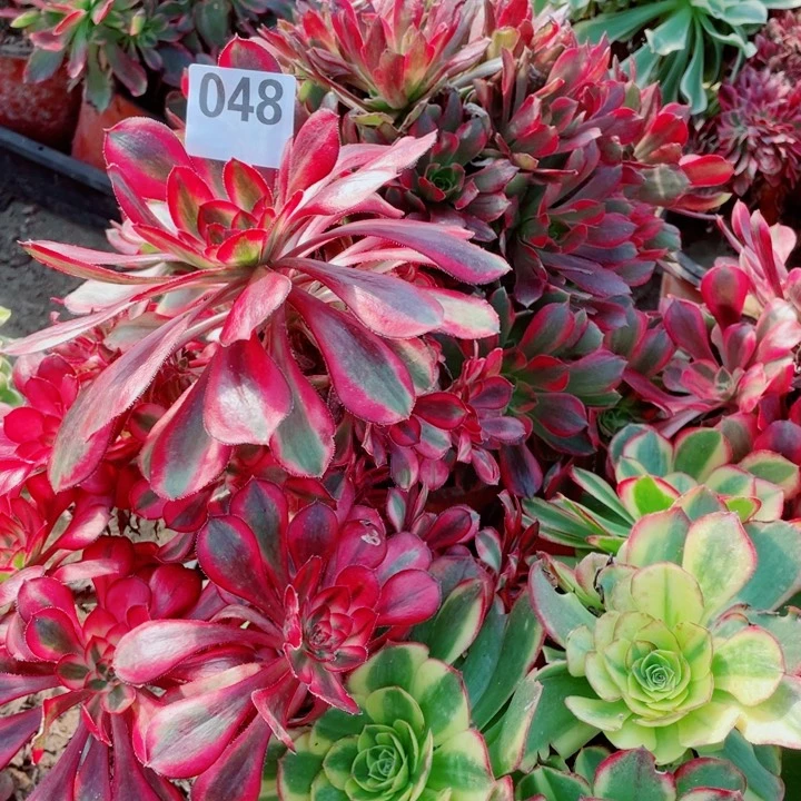 芳多肉植物组合048