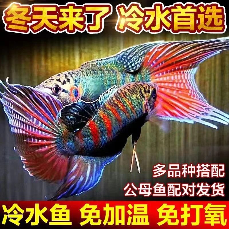 中国斗鱼冷水巨普盘皮婆淡水鱼天堂鱼耐养活鱼耐冷水鱼金鱼观赏鱼