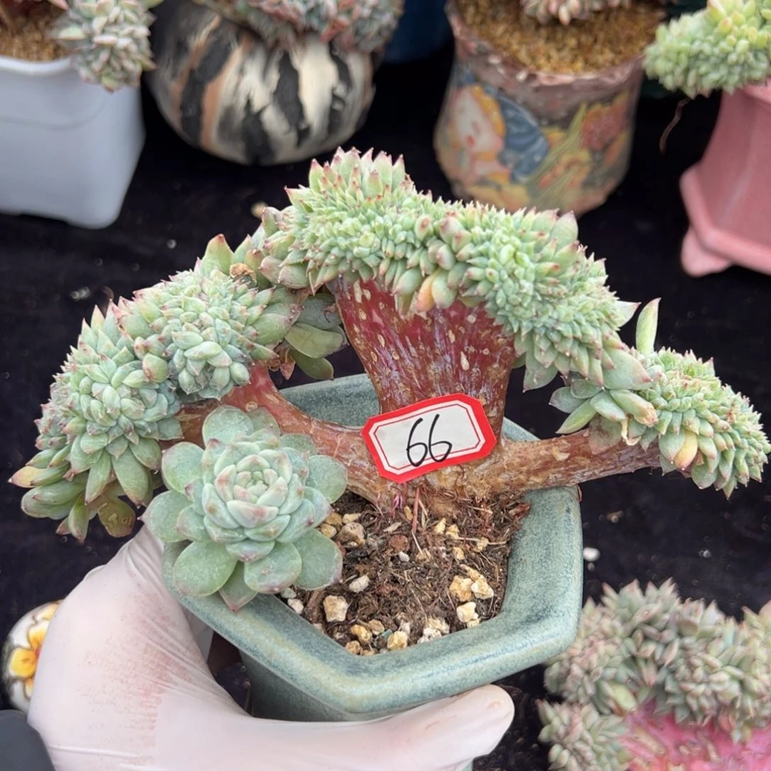 新年快乐 新年快乐 新年快乐