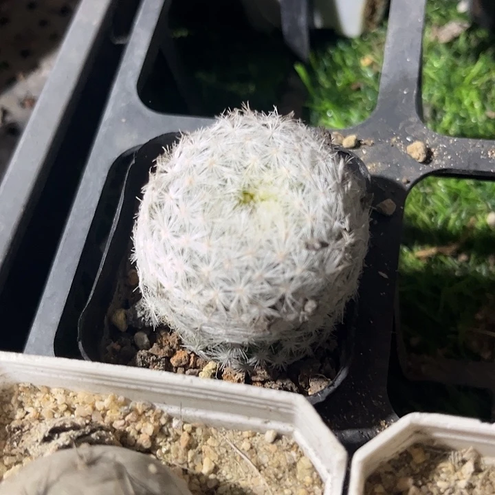 单头白鸟zzzzzzzzz