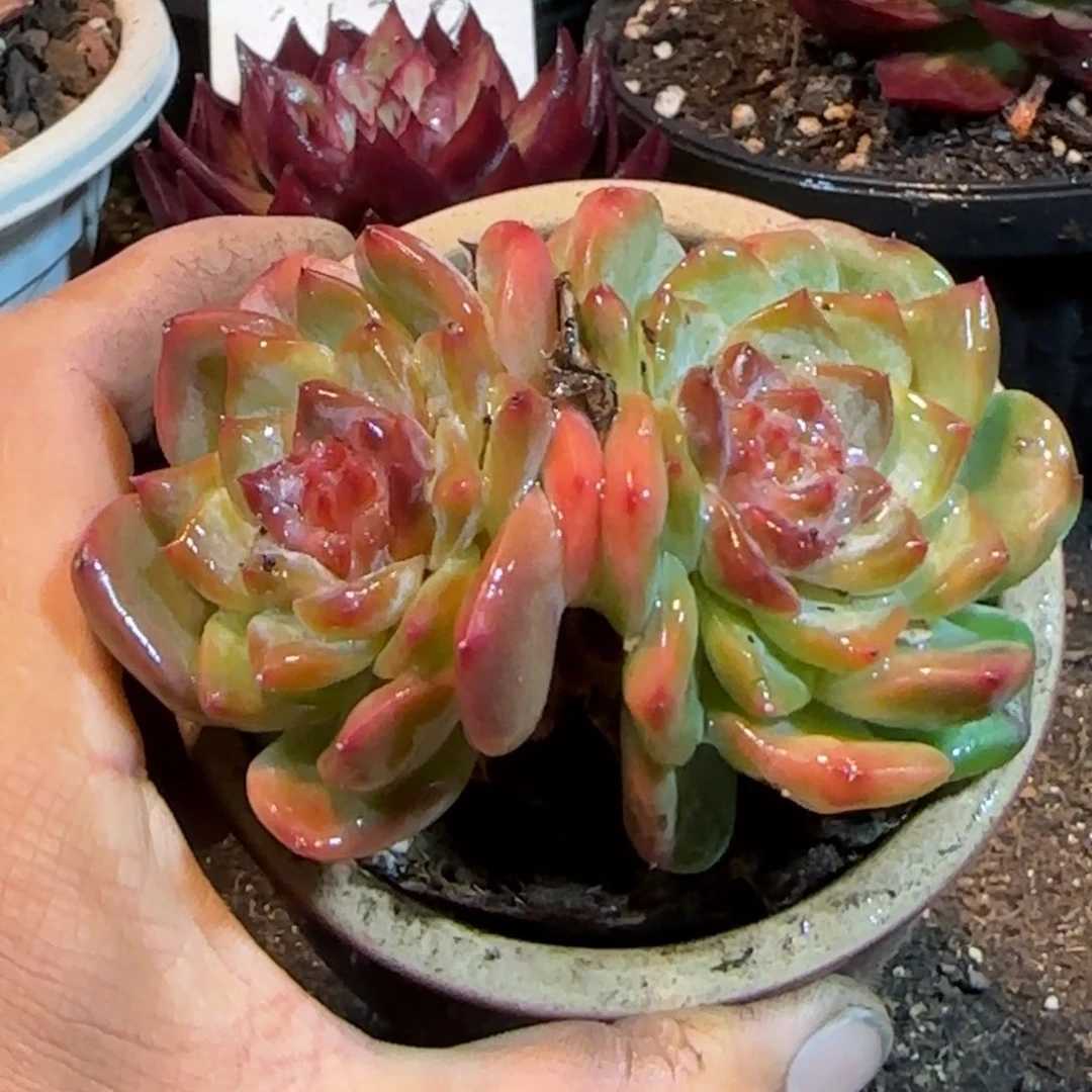 珍妮一物一拍包装收缩花旱