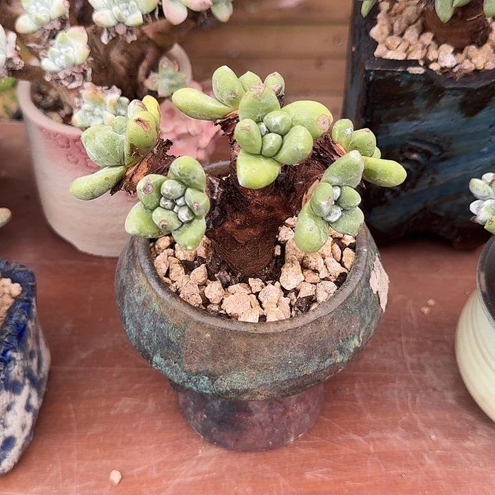 A***涵丸叶拇指仙女杯老桩