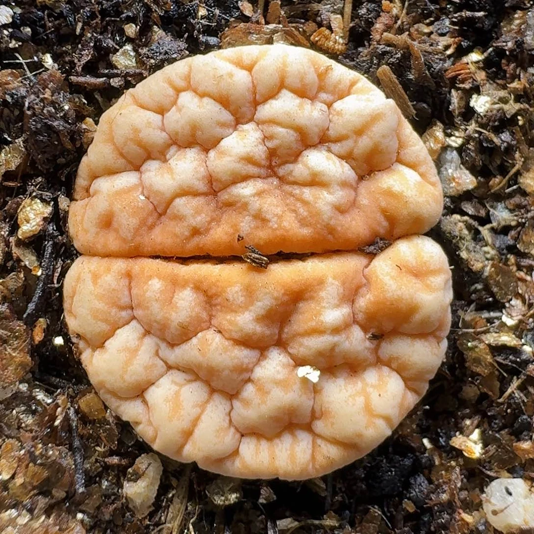 生石花1111111。   257