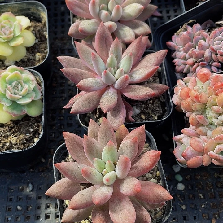 6.5方红蜻蜓带盆土发