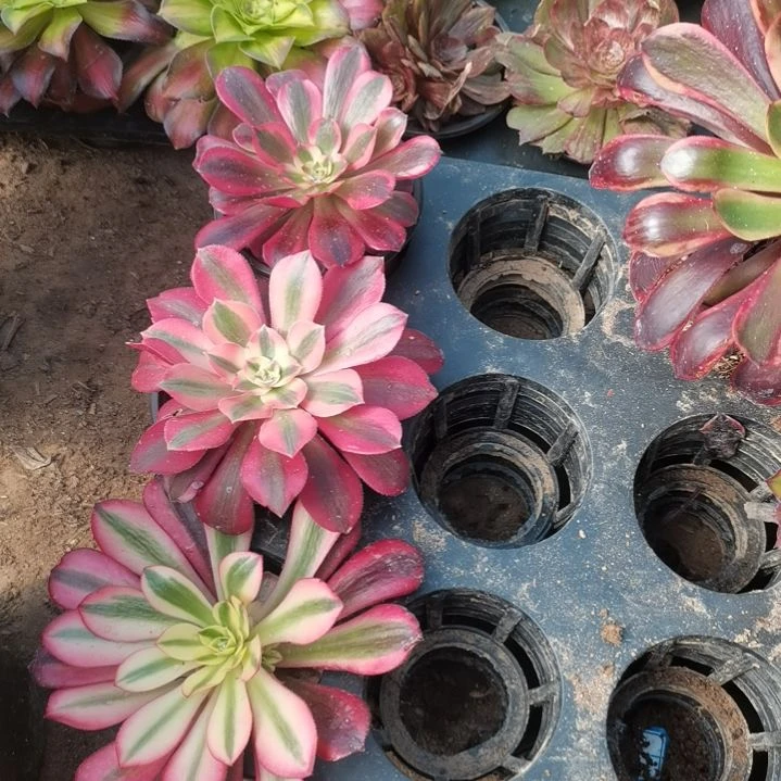 回**月美杜莎+美杜莎+粉女巫