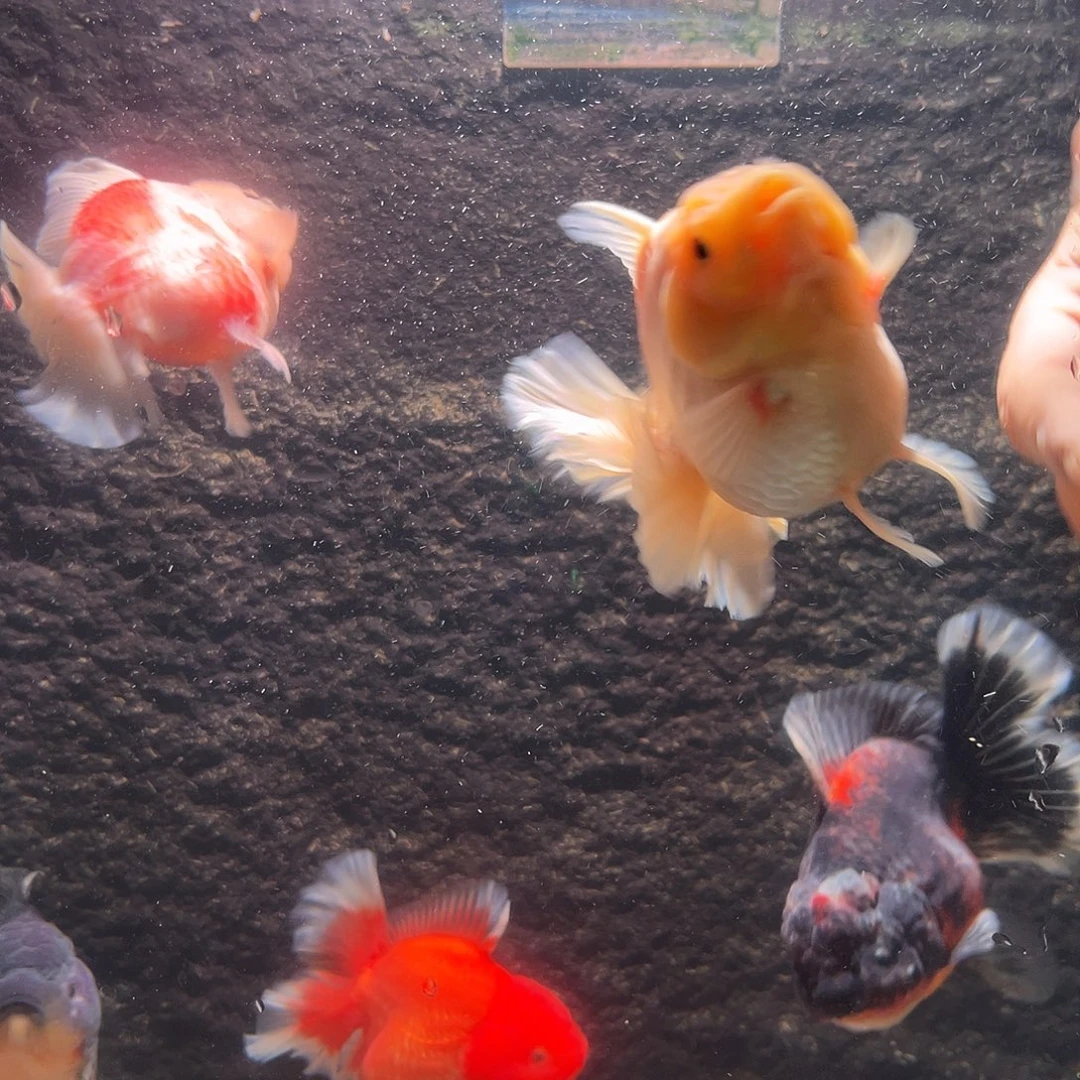 金鱼百褶泰狮1.5不包邮