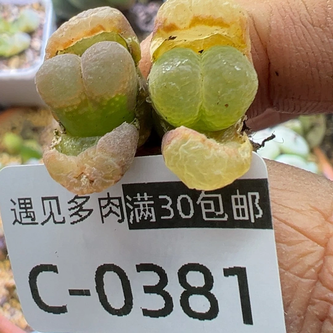 多肉植物1111111111111111