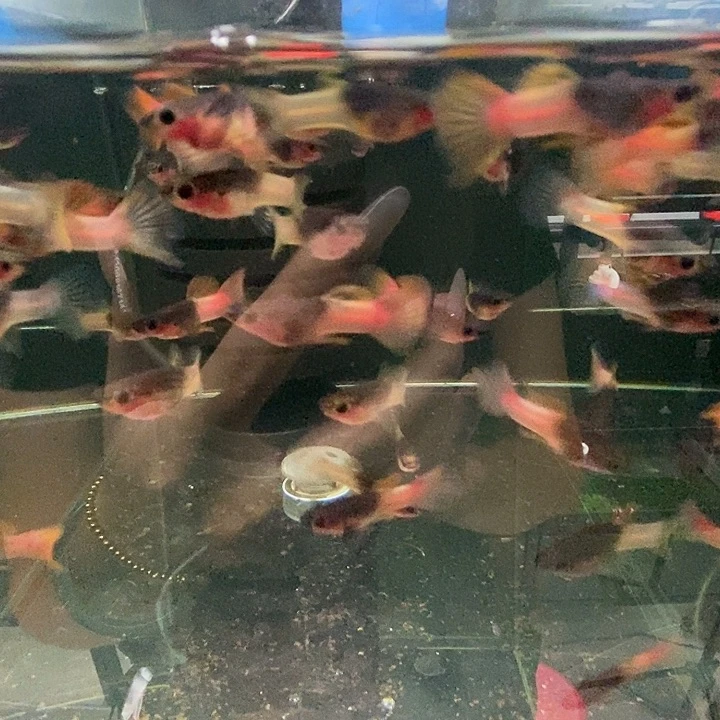 孔雀鱼粉猫普通体3对