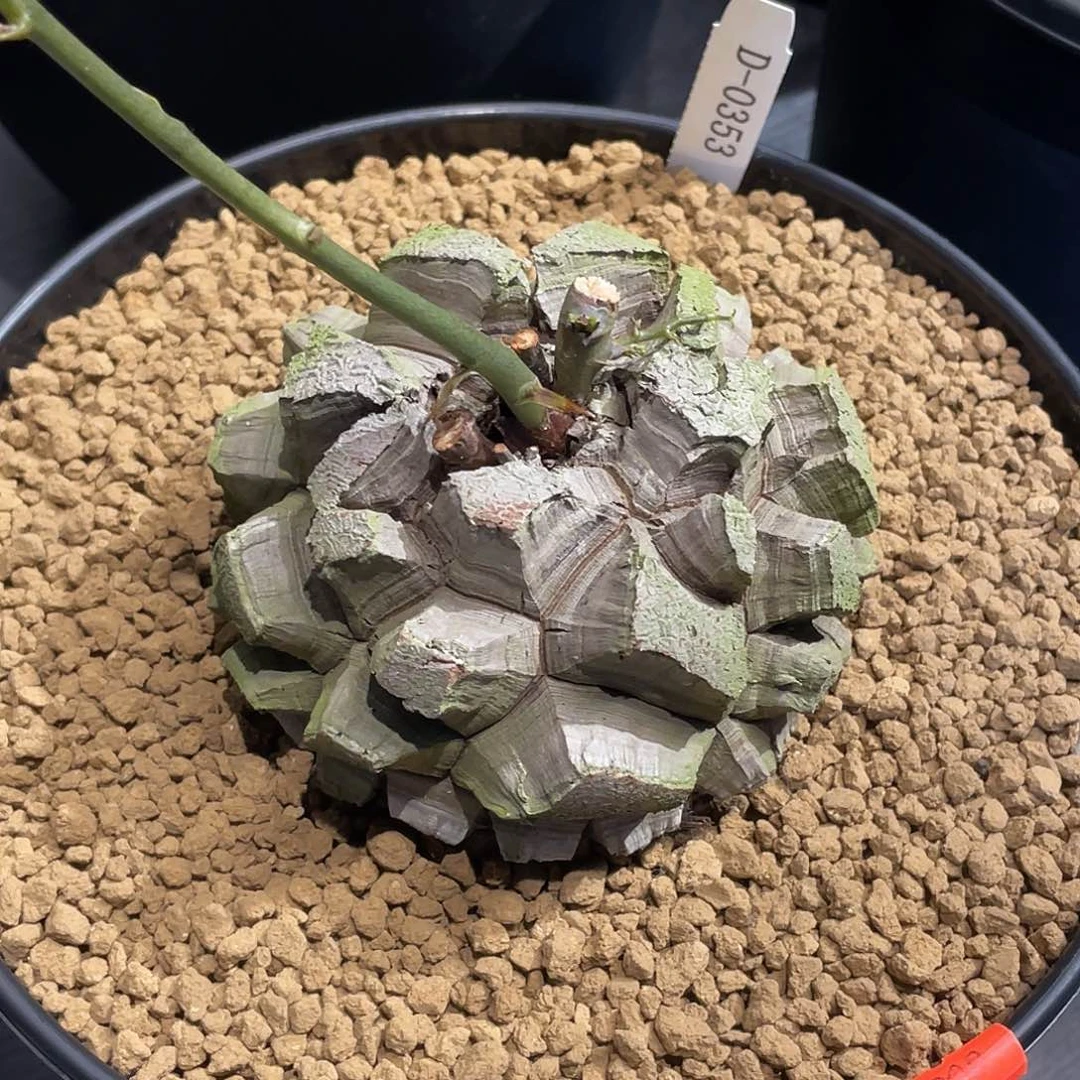 353号龟甲龙不退不换