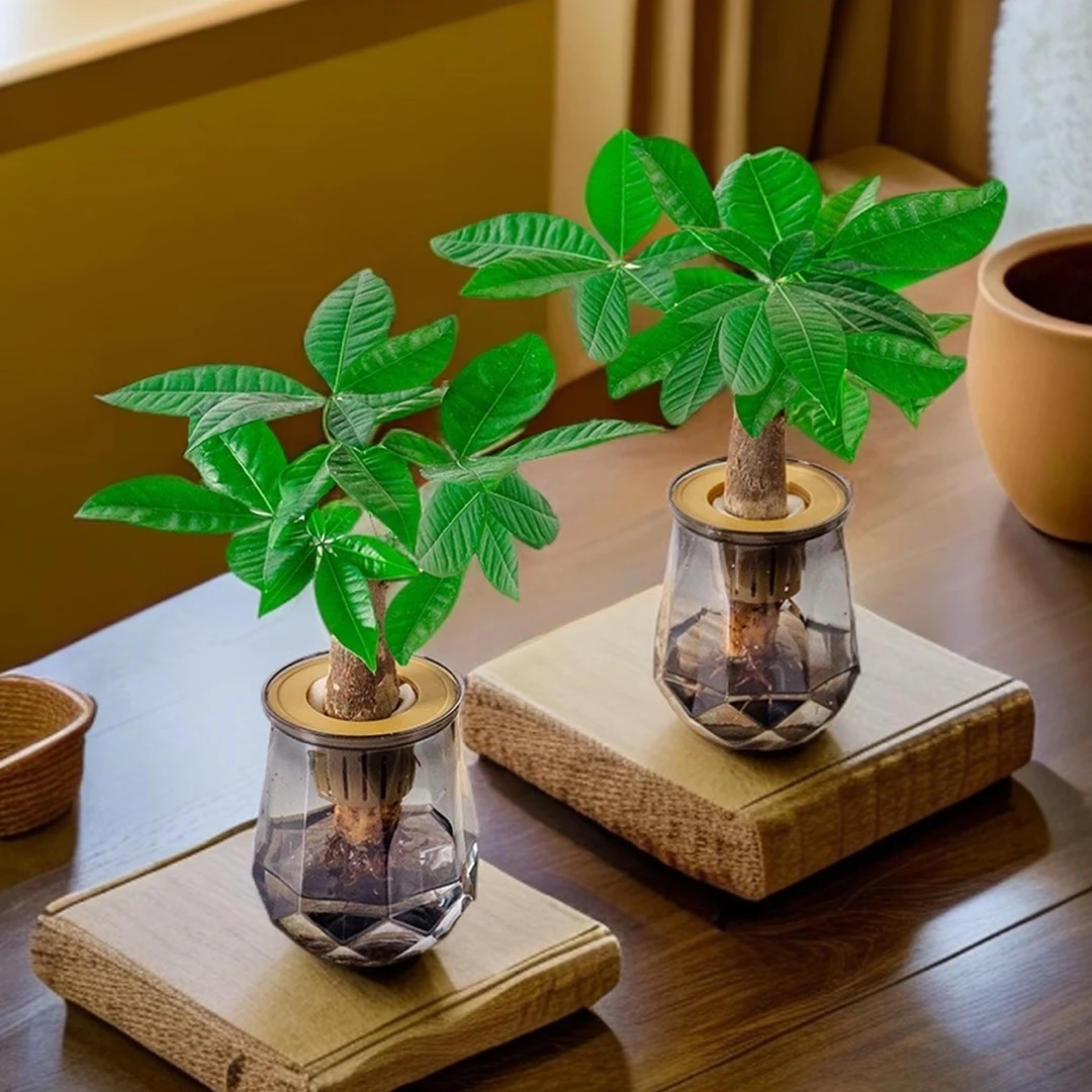 买一送一发财树水培植物室内耐旱绿植办公桌客厅好养