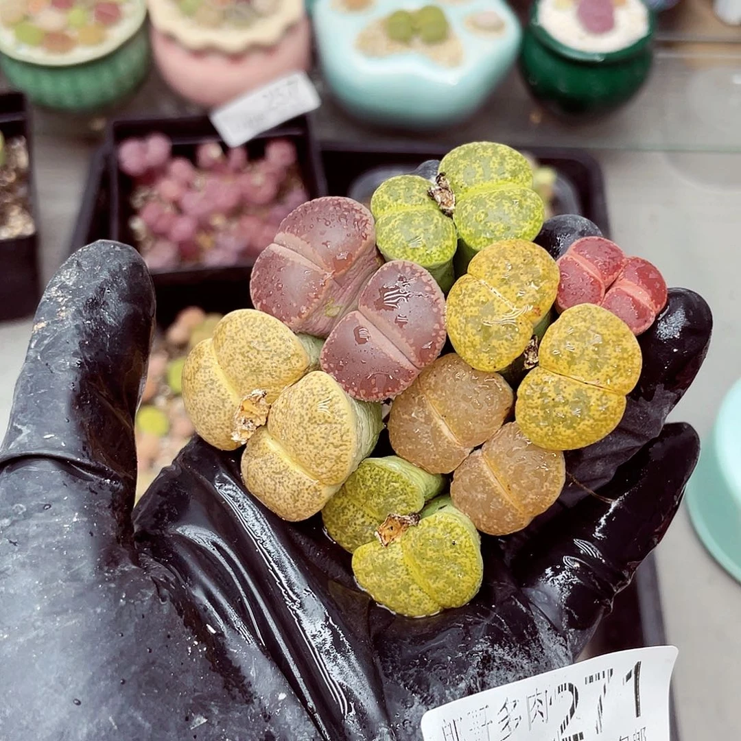 生石花满18包邮0926-271
