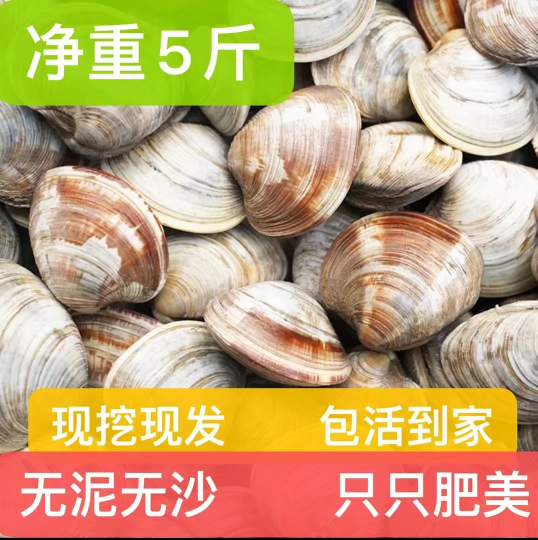 【到手5斤】江苏连云港新鲜美味鲜活美贝5斤坏单包赔