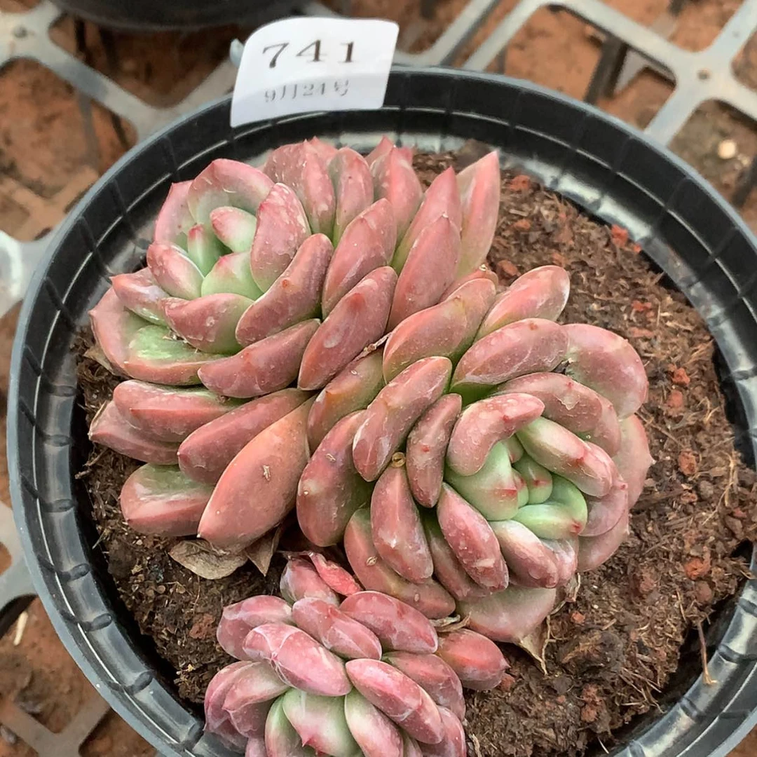 【闪购商品】云741号Q橙三头12厘米