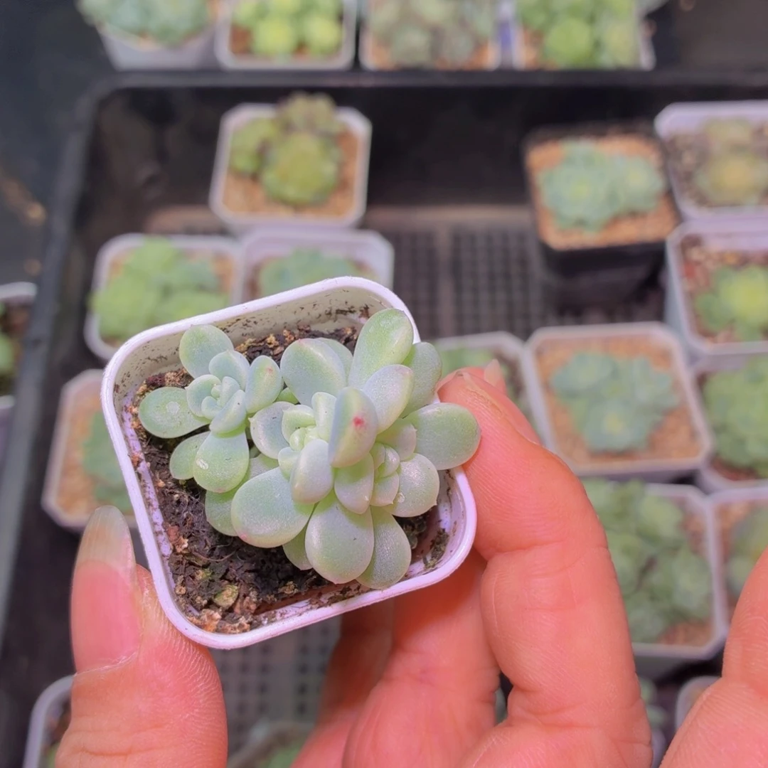 金***贝童话三头多肉植物