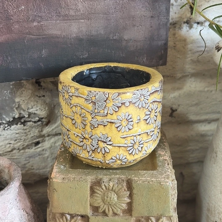 许纯的花房 小雏菊 没有孔