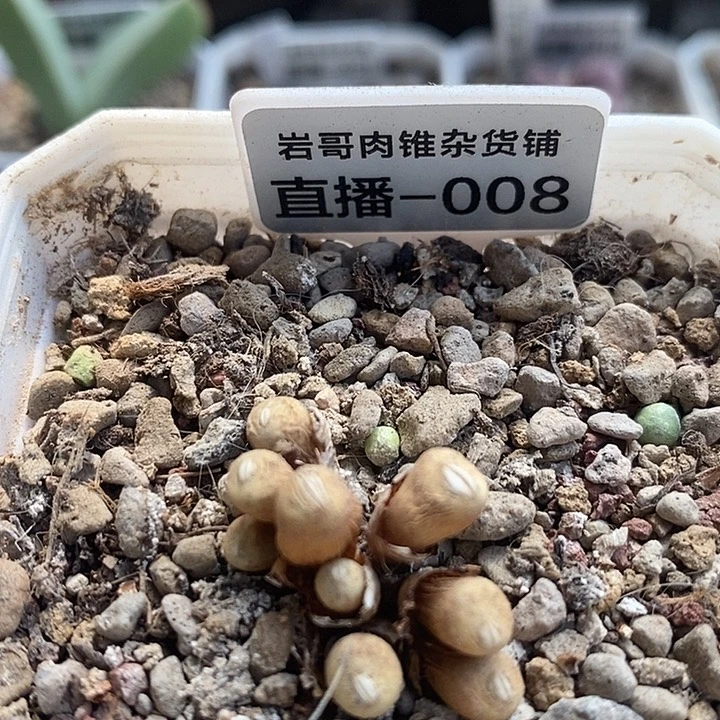 岛田种源1380小红嘴9头群