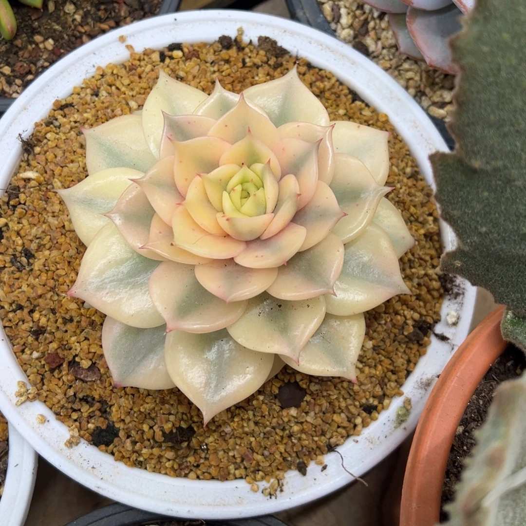 贝加尔湖锦 夏鸣园艺