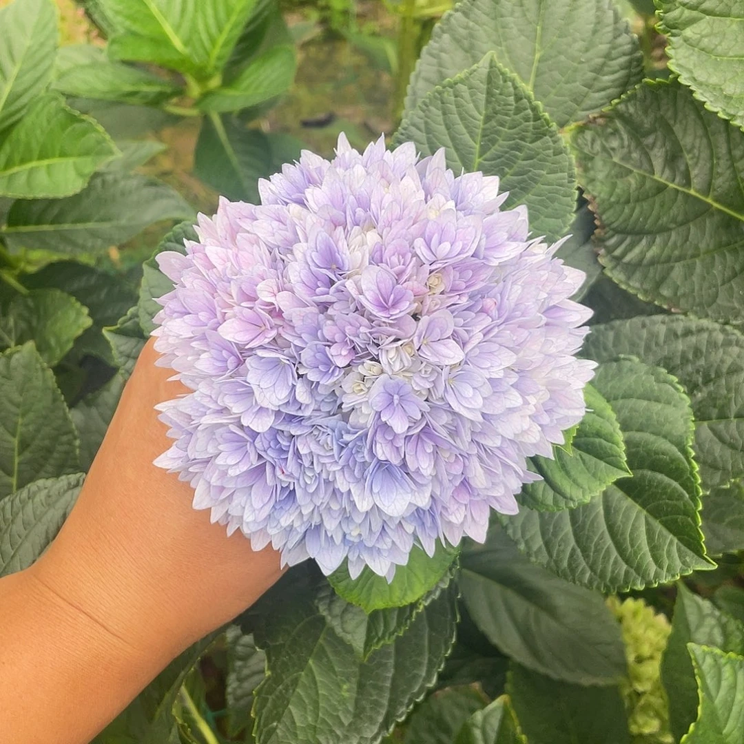 绣球切花一物一拍3枝起包邮，81