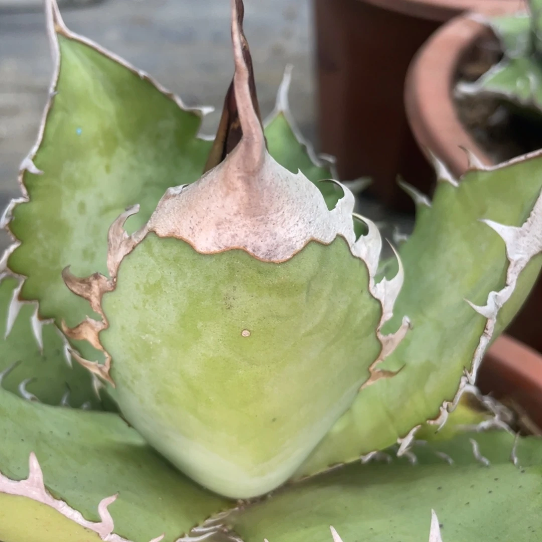 野二120000000000000