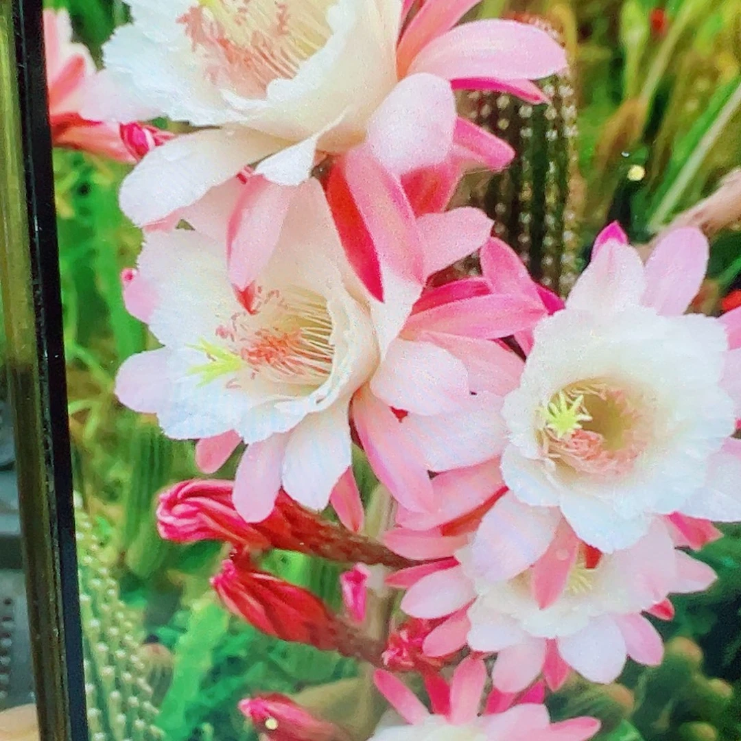 金妞 卡布奇诺侧芽 满20包邮