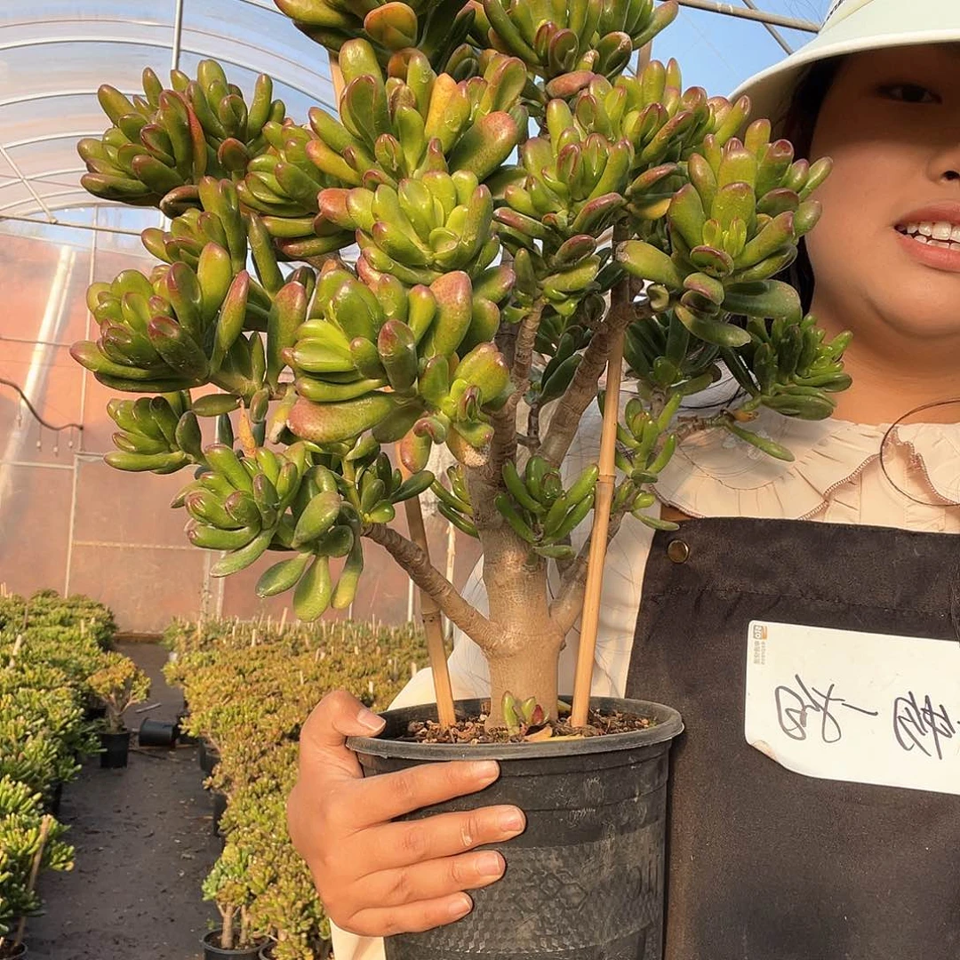 一物一拍一单包邮