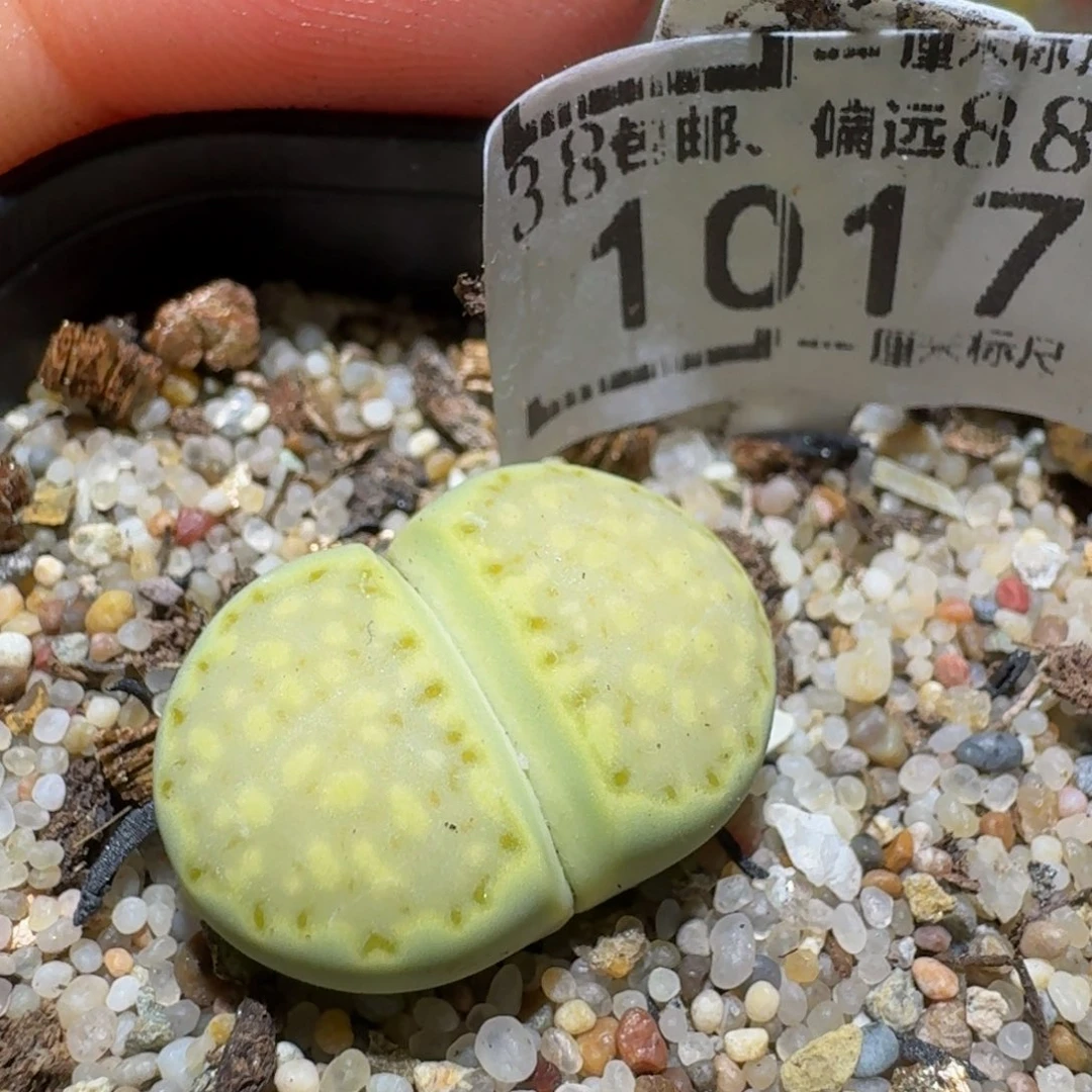 zzzz精品生石花1017