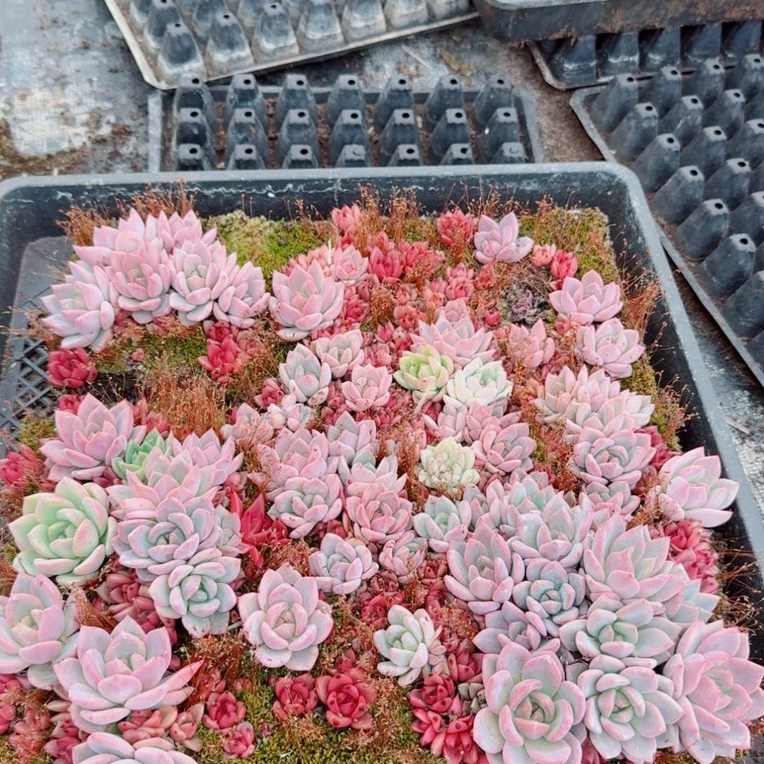 q橙切糕一盘量拍不带盘27-61